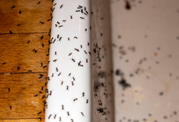 Reliable Michigan Center, MI Pest Control Solutions