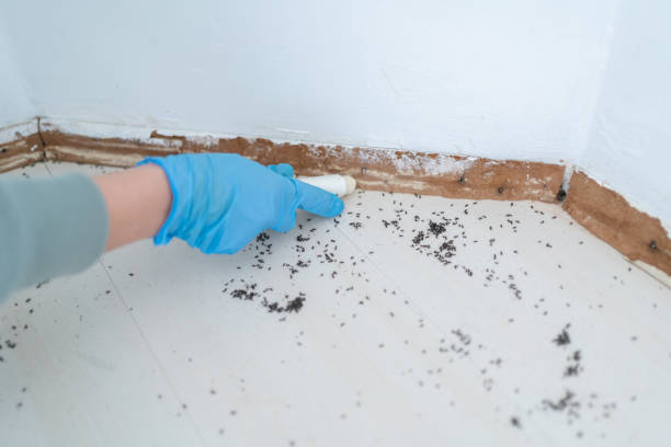 Best Affordable Pest Control Services  in Chigan Center, MI